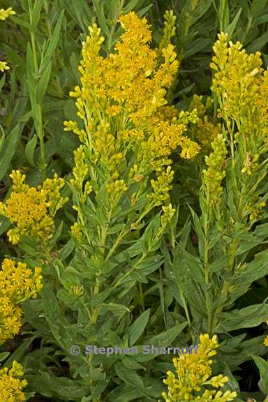 solidago elongata 5 graphic